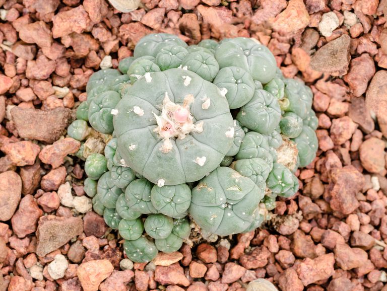 Peyote