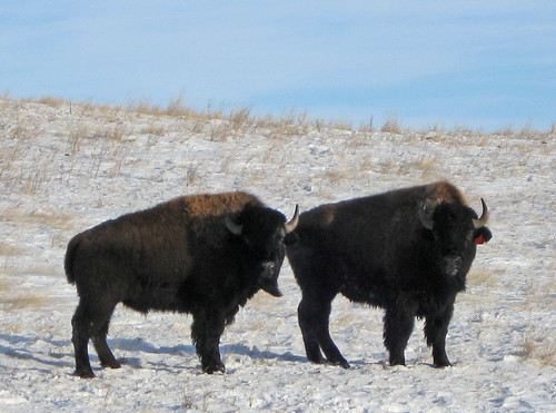 buffalo cropped