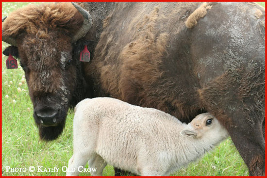Photo of the buffalo Lightning Medicine Cloud and his mother