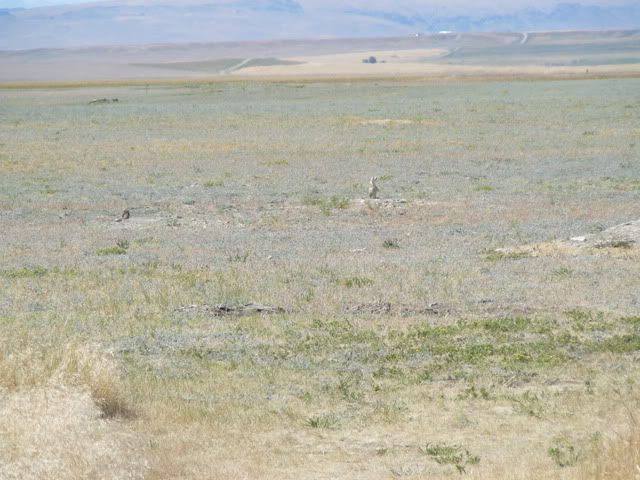 Prairie Dog 3