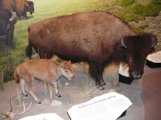 Buffalo