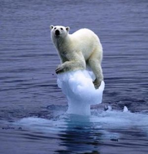 Polar Bear on melting ice