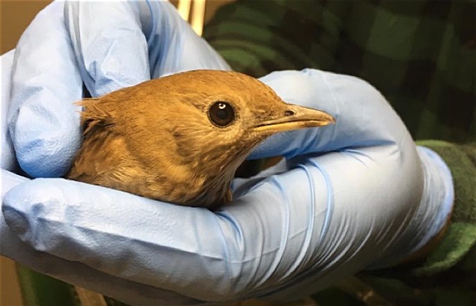 wildlife rehabilitation