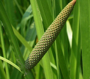 Acorus calamus