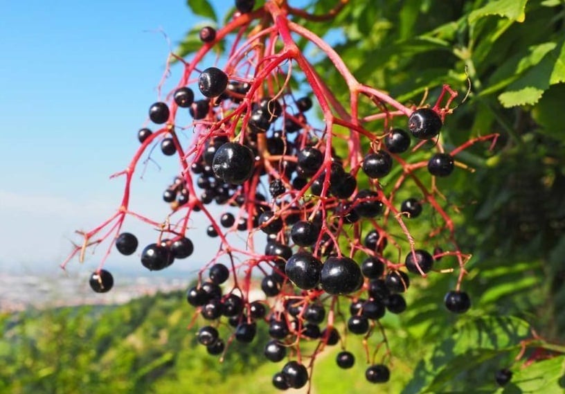 Native American Foods: Huckleberries