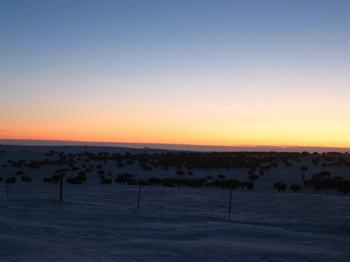 buffalo on the STanding Rock jan 09
