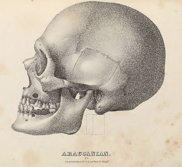 Skull 1