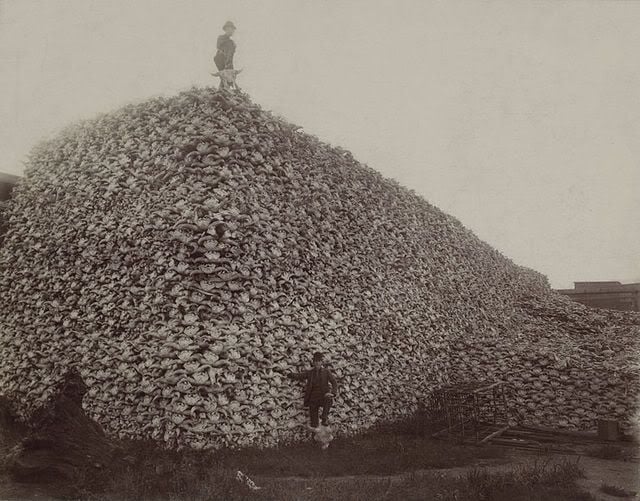 Buffalo Skuls