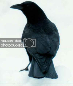 Crow
