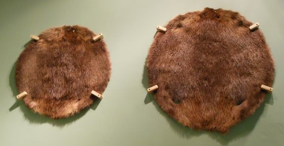 Beaver 7670 photo DSCN7670beaverpelts_zpscefd4bb7.jpg