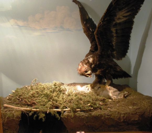 9524 photo DSCN9524_zpsf4748c9b.jpg