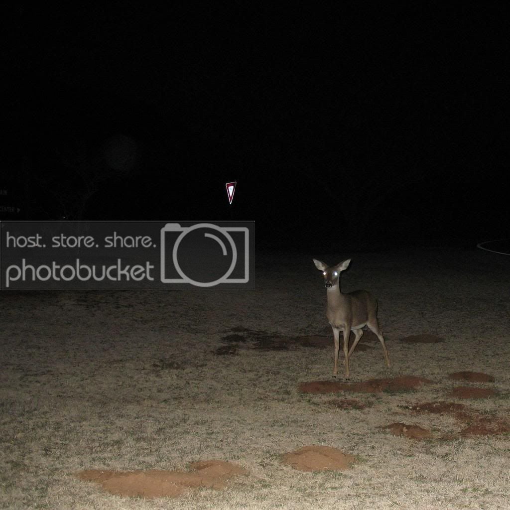 Deer at Quartz Mountain