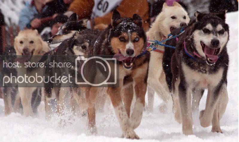 Iditarod dogs, Photo Courtesy of Frank Kovalchek