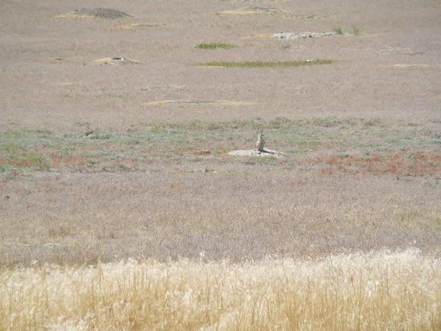 Prairie Dog Town 1