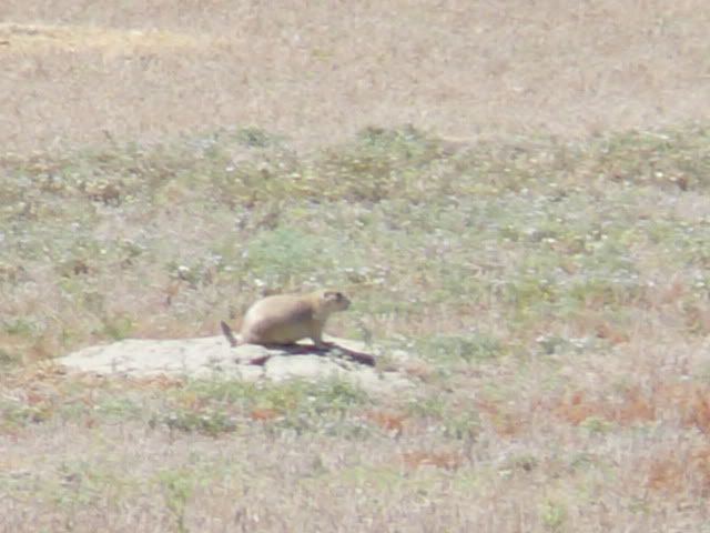 Prairie Dog