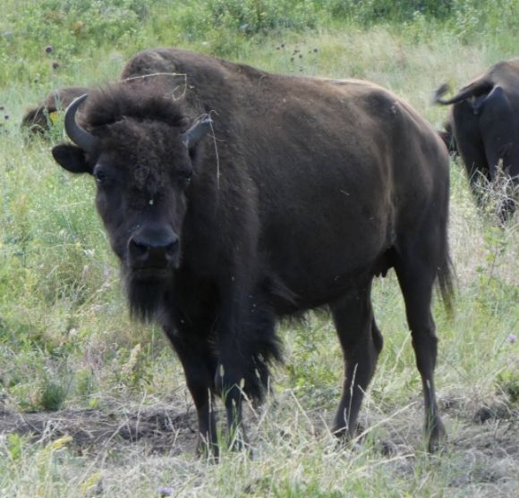 photo P1010416_zpsco57w34r.jpg