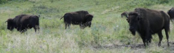 photo P1010417_zpswp3gifpd.jpg