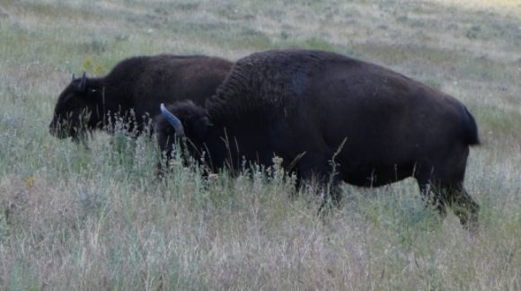 photo P1010453_zpsrgkrxwry.jpg