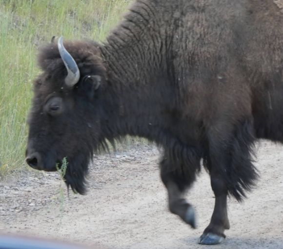 photo P1010454_zpshxzotvjg.jpg