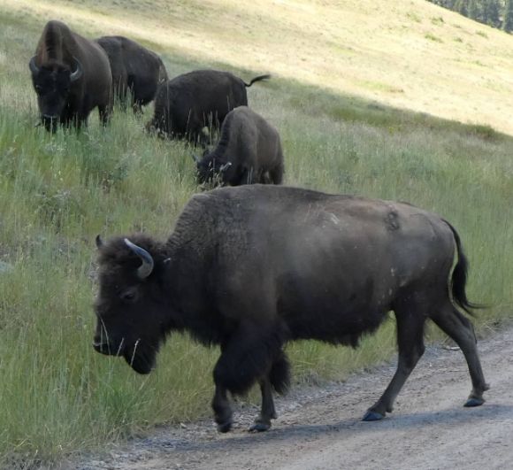 photo P1010457_zpsds3uhu0k.jpg