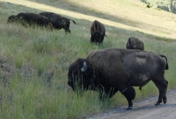 photo P1010458_zpsucielysb.jpg