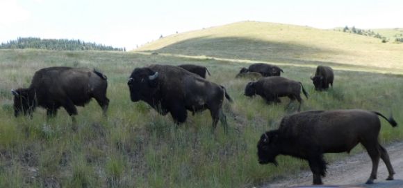 photo P1010460_zpsuzmpas24.jpg