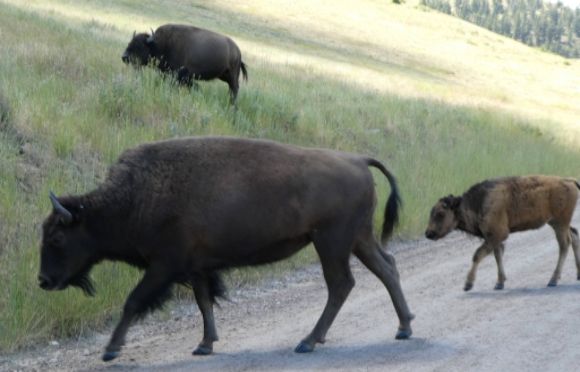 photo P1010462_zpsf2lwcxfn.jpg