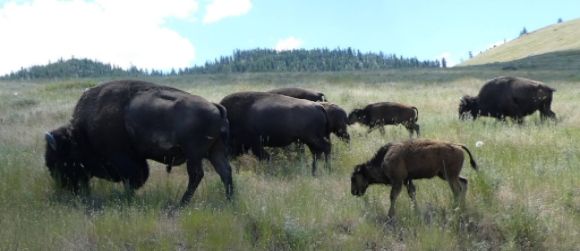 photo P1010464_zps63xiyhb6.jpg