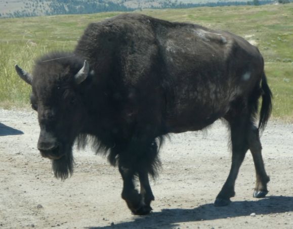 photo P1010468_zpstcedr5fp.jpg