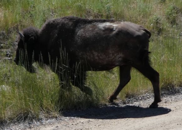 photo P1010469_zpse7mhhi27.jpg