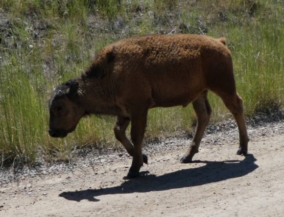 photo P1010476_zpspkwsalb5.jpg