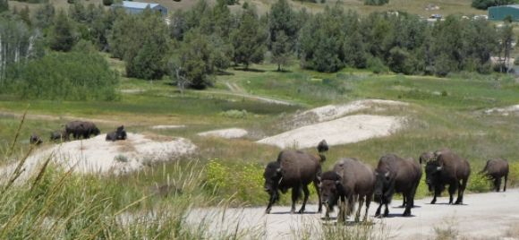 photo P1010483_zpsggk95rcw.jpg