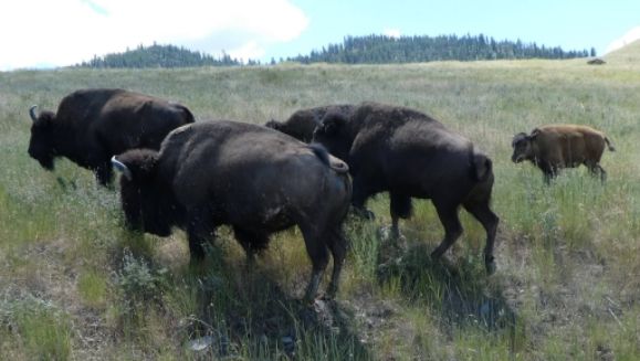 photo P1010490_zpsukjnveuf.jpg